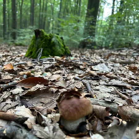 Siedlisko Swiety Spokoj * Krzeszowice